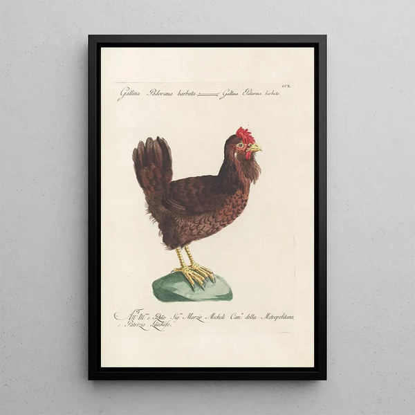 Ornithologia methodice digesta Pl192 - Saverio Manetti — kehystetty taideteos seinällä
