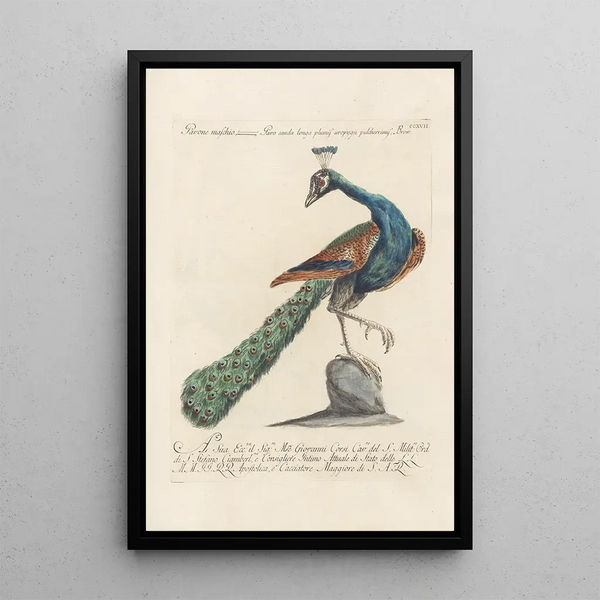 Ornithologia methodice digesta Pl199 - Saverio Manetti — kehystetty taideteos seinällä