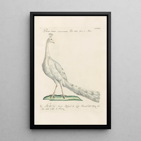 Ornithologia methodice digesta Pl200 - Saverio Manetti — kehystetty taideteos seinällä