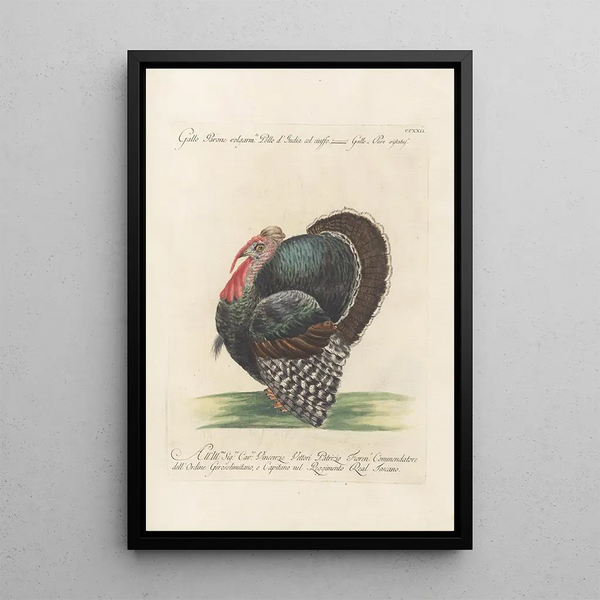 Ornithologia methodice digesta Pl204 - Saverio Manetti — kehystetty taideteos seinällä