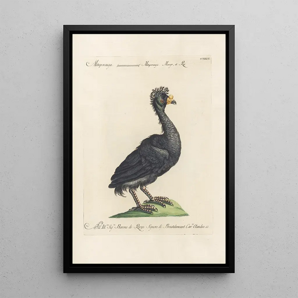 Ornithologia methodice digesta Pl211 - Saverio Manetti — kehystetty taideteos seinällä