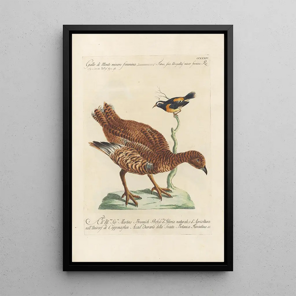 Ornithologia methodice digesta Pl216 - Saverio Manetti — kehystetty taideteos seinällä