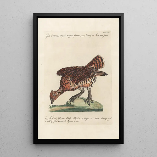 Ornithologia methodice digesta Pl219 - Saverio Manetti — kehystetty taideteos seinällä