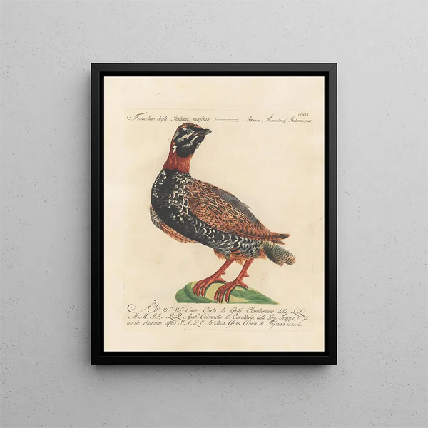 Ornithologian järjestelmällisesti käsitelty Pl223 - Saverio Manetti — kehystetty taideteos seinällä