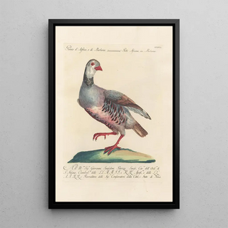 Saverio Manetti - Ornithologia methodice digesta Pl239.webp