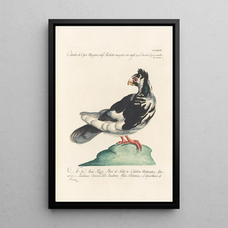 Saverio Manetti - Ornithologia methodice digesta Pl263.webp