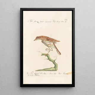 Saverio Manetti - Ornithologia methodice digesta Pl273.webp