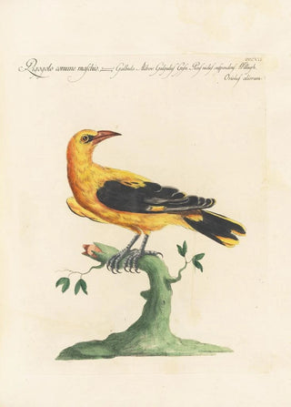 Saverio Manetti - Ornithologia methodice digesta Pl289.webp