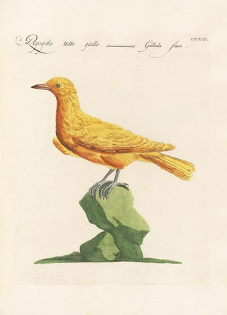 Saverio Manetti - Ornithologia methodice digesta Pl290.webp