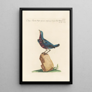 Saverio Manetti - Ornithologia methodice digesta Pl294.webp