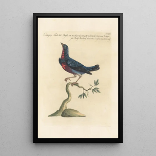 Saverio Manetti - Ornithologia methodice digesta Pl295.webp