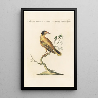 Saverio Manetti - Ornithologia methodice digesta Pl302.webp