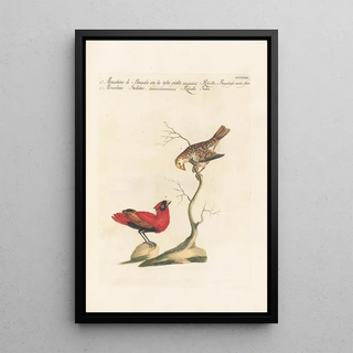 Saverio Manetti - Ornithologia methodice digesta Pl305.webp