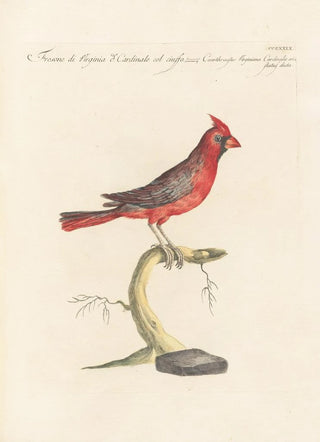 Saverio Manetti - Ornithologia methodice digesta Pl311.webp