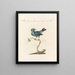Ornitologian järjestelmällisesti käsitelty Pl312 - Saverio Manetti — kehystetty taideteos seinällä