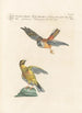 Ornithologia methodice digesta Pl331 - Saverio Manetti — näkymä teoksesta