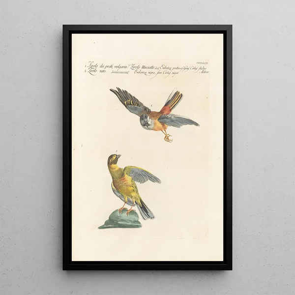 Ornithologia methodice digesta Pl331 - Saverio Manetti — kehystetty taideteos seinällä