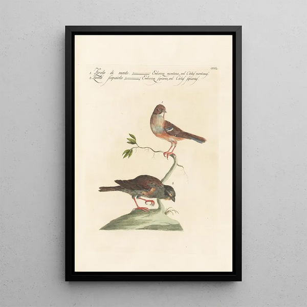 Ornithologia methodice digesta Pl332 - Saverio Manetti — kehystetty taideteos seinällä