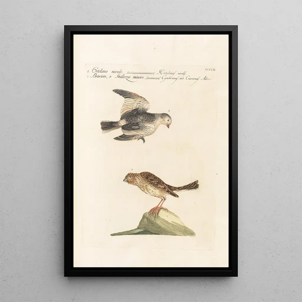 Ornithologia methodice digesta Pl334 - Saverio Manetti — kehystetty taideteos seinällä
