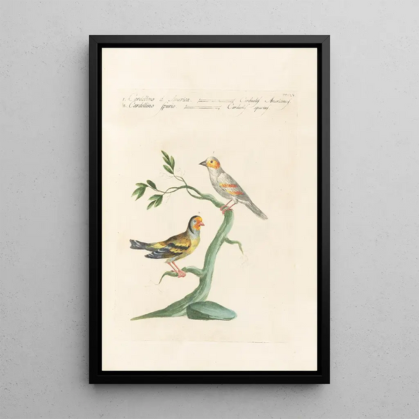 Ornithologia methodice digesta Pl337 - Saverio Manetti — kehystetty taideteos seinällä