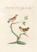 Ornithologia methodice digesta Pl338 - Saverio Manetti — näkymä teoksesta
