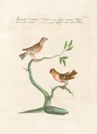 Saverio Manetti - Ornithologia methodice digesta Pl338.webp