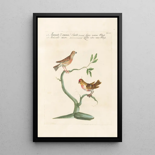 Ornithologia methodice digesta Pl338 - Saverio Manetti — kehystetty taideteos seinällä