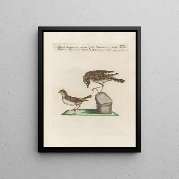 Saverio Manetti - Ornithologia methodice digesta Pl357.webp