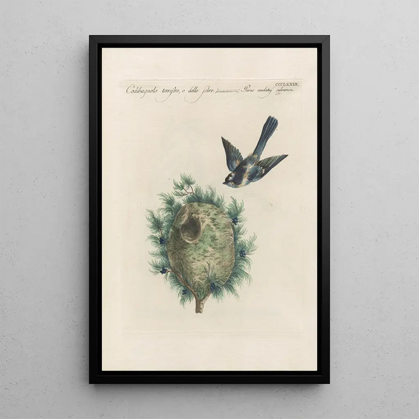 Ornithologia methodice digesta Pl361 - Saverio Manetti — kehystetty taideteos seinällä