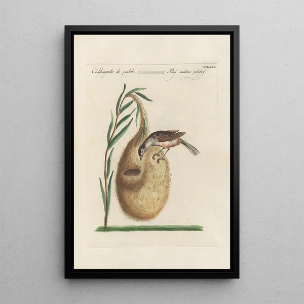 Ornithologia methodice digesta Pl362 - Saverio Manetti — kehystetty taideteos seinällä