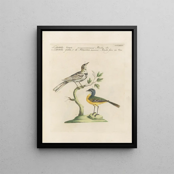 Saverio Manetti - Ornithologia methodice digesta Pl367.webp