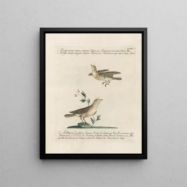 L'ornithologia on systemaattisesti käsitelty Pl377 - Saverio Manetti — kehystetty taideteos seinällä