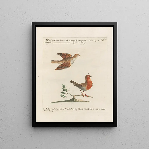 Saverio Manetti - Ornithologia methodice digesta Pl378.webp