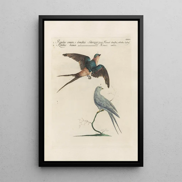 Ornithologia methodice digesta Pl392 - Saverio Manetti — kehystetty taideteos seinällä