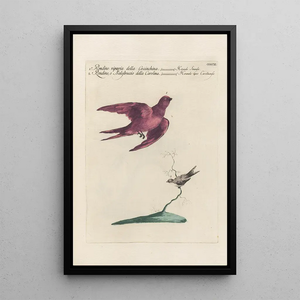 Ornithologia methodice digesta Pl393 - Saverio Manetti — kehystetty taideteos seinällä