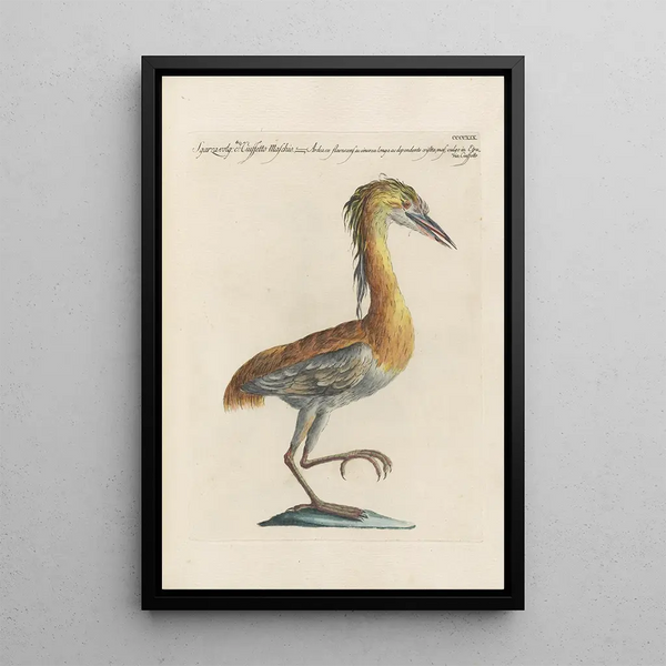 Ornithologia methodice digesta Pl401 - Saverio Manetti — kehystetty taideteos seinällä