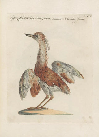 Saverio Manetti - Ornithologia methodice digesta Pl402.webp
