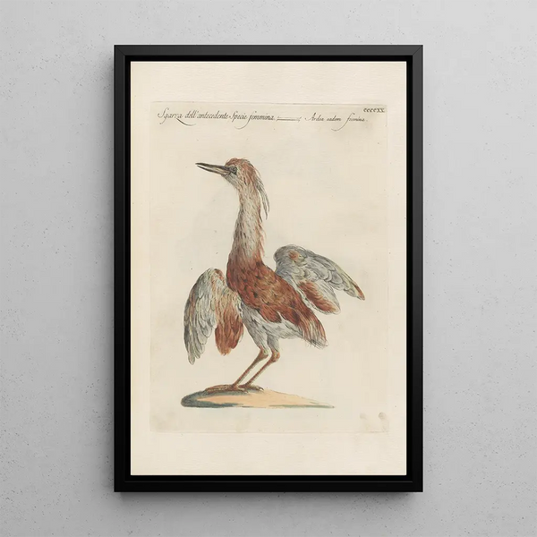Ornithologia methodice digesta Pl402 - Saverio Manetti — kehystetty taideteos seinällä