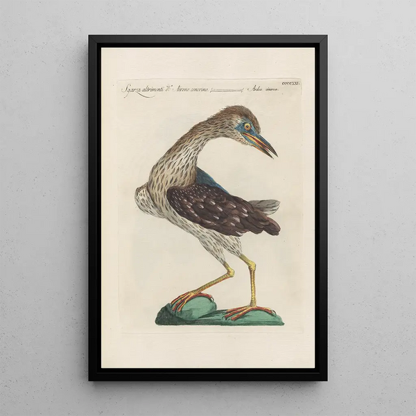 Ornithologia methodice digesta Pl403 - Saverio Manetti — kehystetty taideteos seinällä