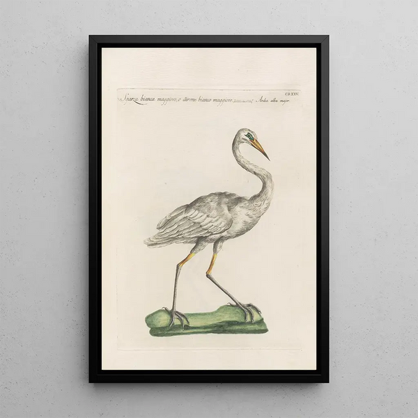 Ornithologia methodice digesta Pl407 - Saverio Manetti — kehystetty taideteos seinällä