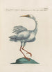 Ornithologia methodice digesta Pl408 - Saverio Manetti — näkymä teoksesta