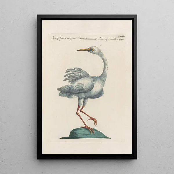 Ornithologia methodice digesta Pl408 - Saverio Manetti — kehystetty taideteos seinällä