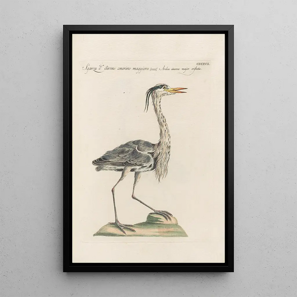 Ornithologia methodice digesta Pl409 - Saverio Manetti — kehystetty taideteos seinällä