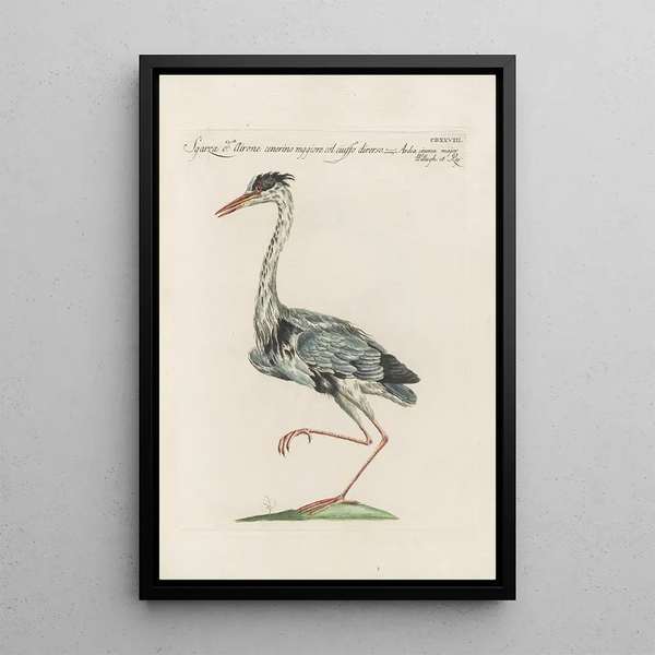 Ornithologia methodice digesta Pl410 - Saverio Manetti — kehystetty taideteos seinällä