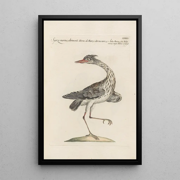 Ornithologia methodice digesta Pl411 - Saverio Manetti — kehystetty taideteos seinällä
