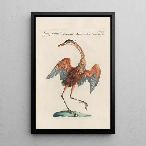 Ornithologia methodice digesta Pl412 - Saverio Manetti — kehystetty taideteos seinällä