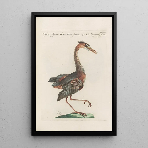 Ornithologia methodice digesta Pl413 - Saverio Manetti — kehystetty taideteos seinällä