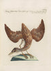 Ornithologia methodice digesta Pl414 - Saverio Manetti — näkymä teoksesta