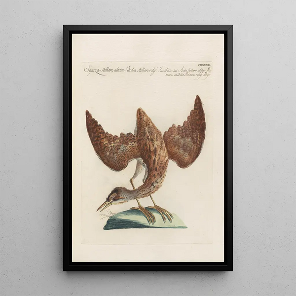 Ornithologia methodice digesta Pl414 - Saverio Manetti — kehystetty taideteos seinällä