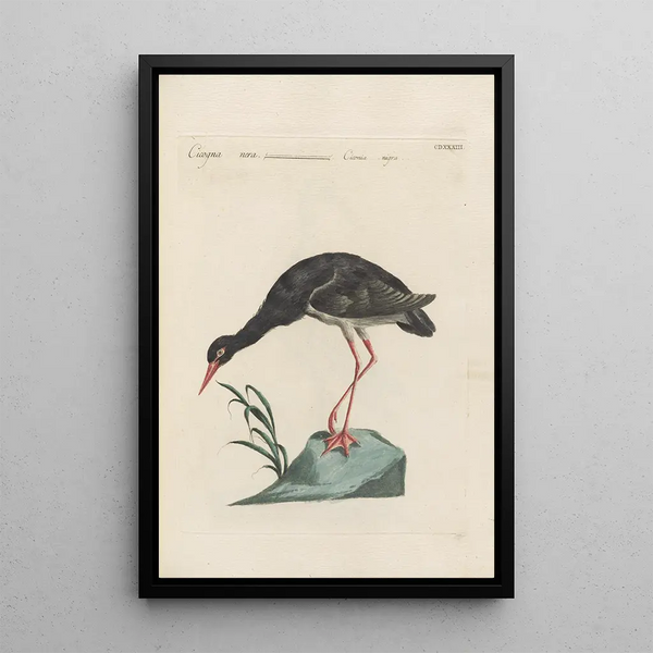 Ornithologia methodice digesta Pl415 - Saverio Manetti — kehystetty taideteos seinällä